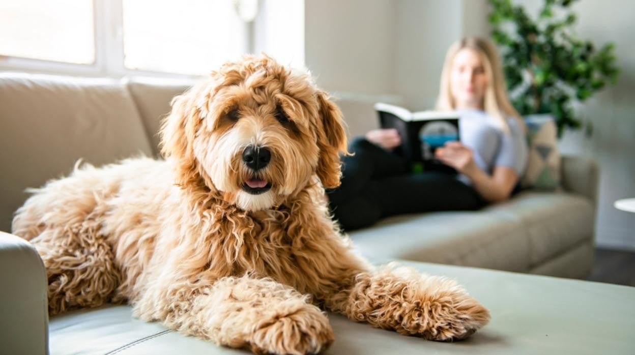 Durante el otoño y la primavera los perros y gatos sueltan más pelo del habitual