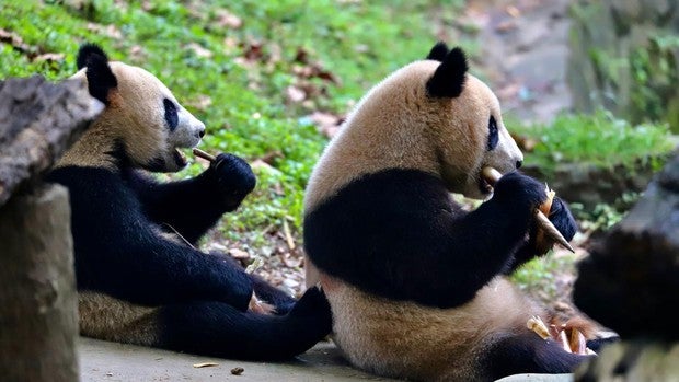 El milagro chino de los pandas