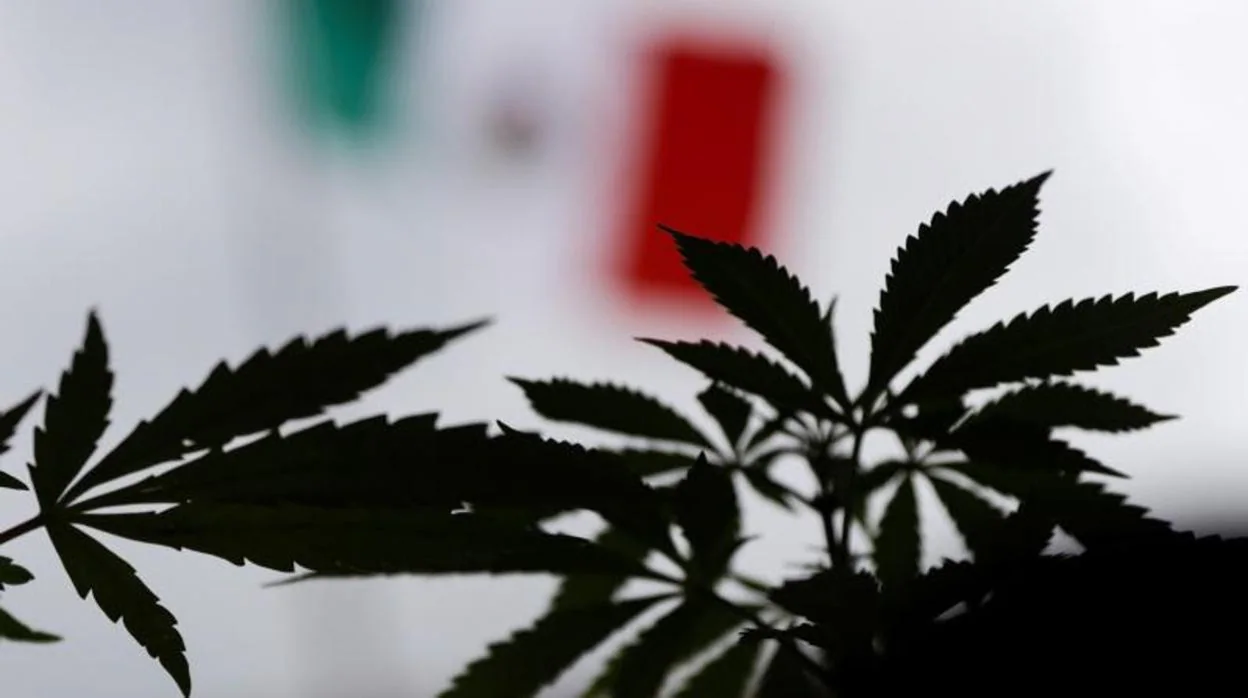 España se abre al debate sobre la legalización del cannabis