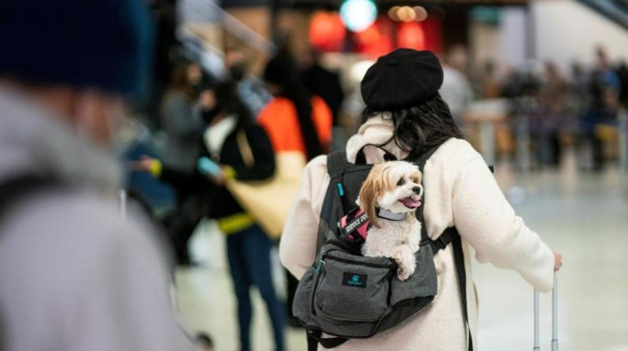 Los animales dejan de ser «cosas: el Congreso equipara el bienestar de la mascota al del resto de la familia