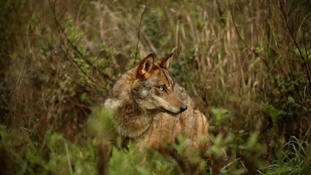 Las comunidades rechazan la estrategia del Gobierno contra la caza del lobo