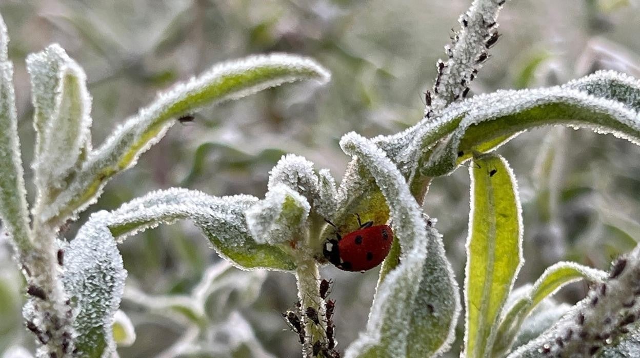 El frío pone en aviso a 17 provincias del centro y del este peninsular durante el día de hoy