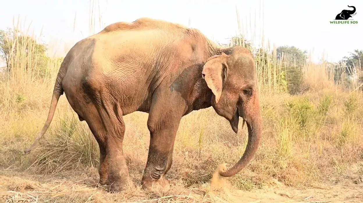 Elefante rescatado