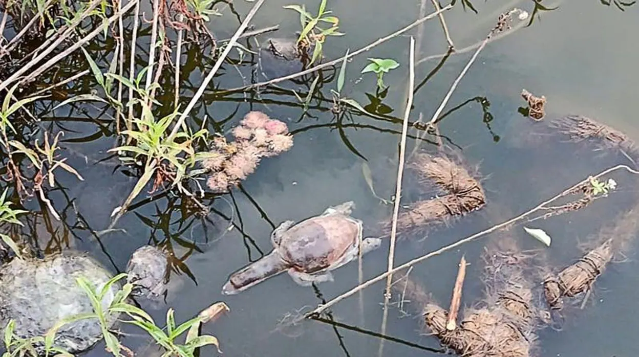 Una imagen de archivo de una tortuga muerta en Bombay