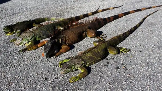 Las bajas temperaturas provocan una 'lluvia' de iguanas en Florida
