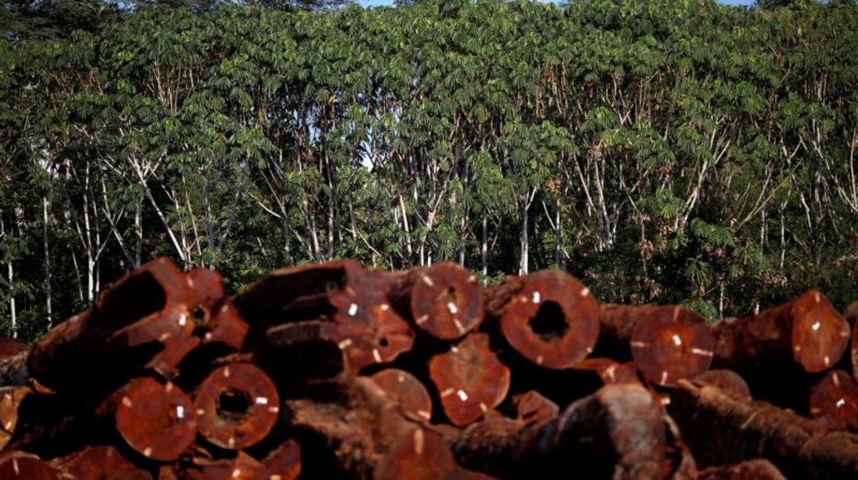 Madera apilada en la Amazonía