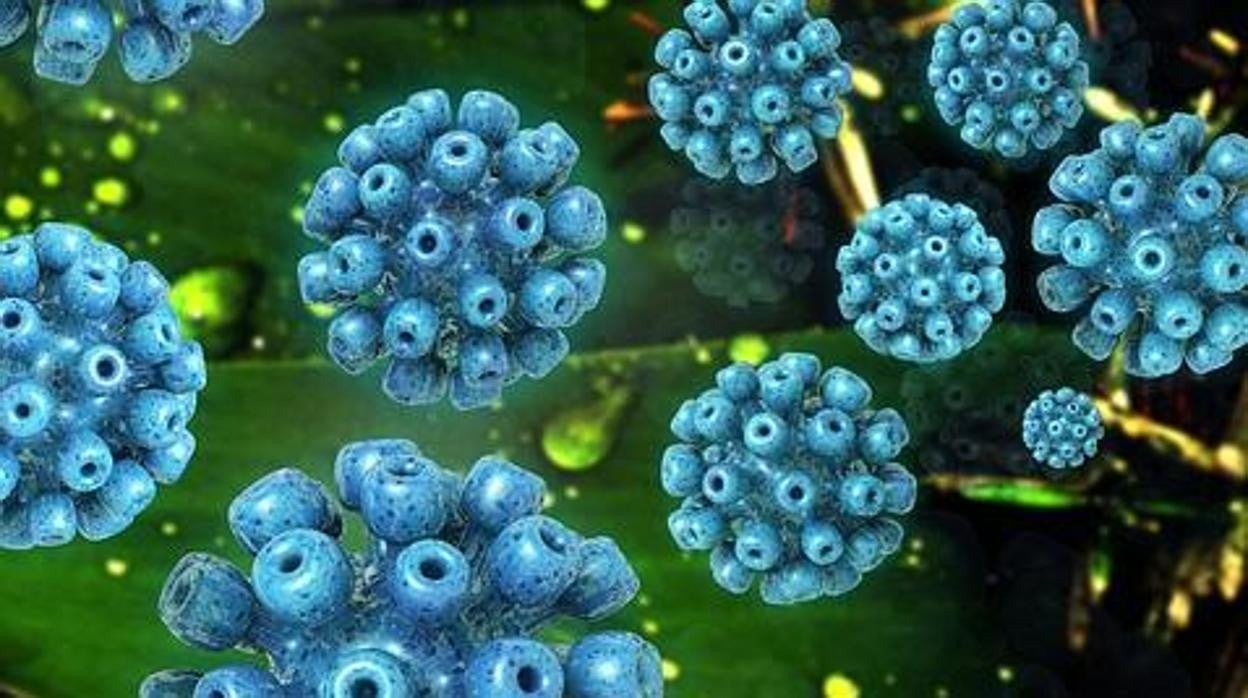 Virus de la hepatitis C