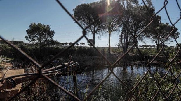 La Eurocámara pide a la Comisión Europea información de seguimiento sobre los regadíos de Doñana