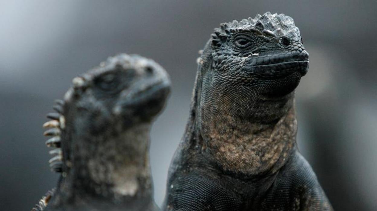 Iguana en Galápagos