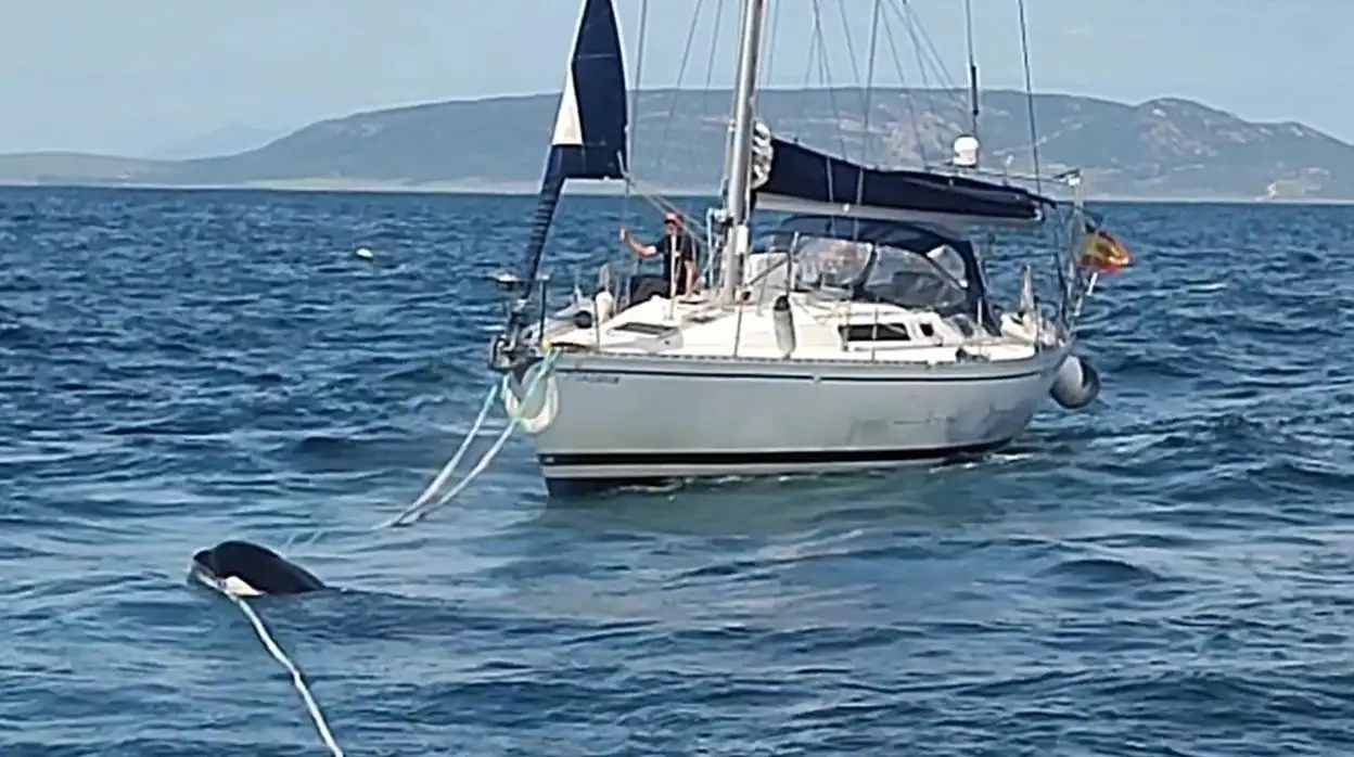 Una orca incide en el cabo de remolque de un barco a la deriva el pasado 24 de abril