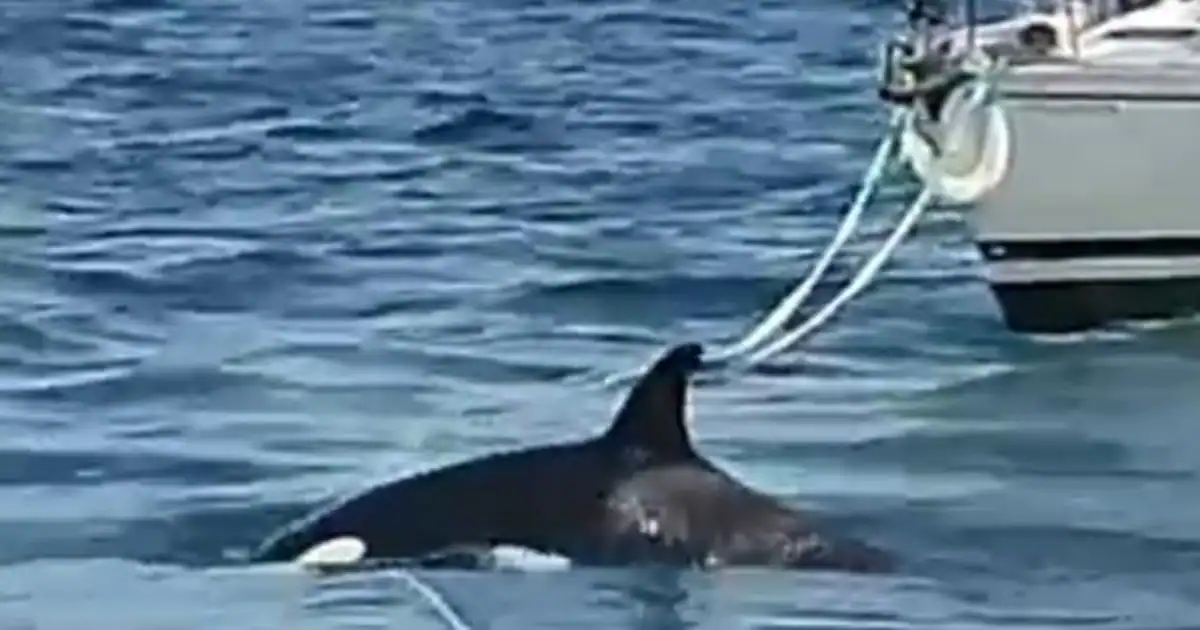 Imagen del 24 de abril, en Barbate, donde una embarcación vio afectado el timón y las orcas cogieron el cabo en la maniobra de remolque