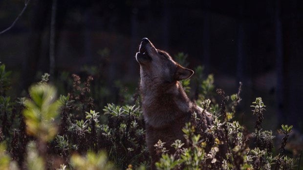 Suecia eliminará la mitad de los lobos en su territorio