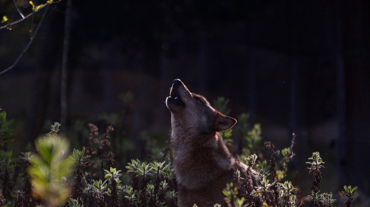 Imagen de archivo de un lobo