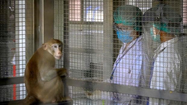 ¿Qué otras enfermedades transmiten los monos además de la viruela?