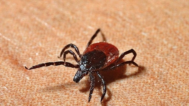 Las hospitalizaciones por picaduras de garrapatas aumentan por toda la geografía española