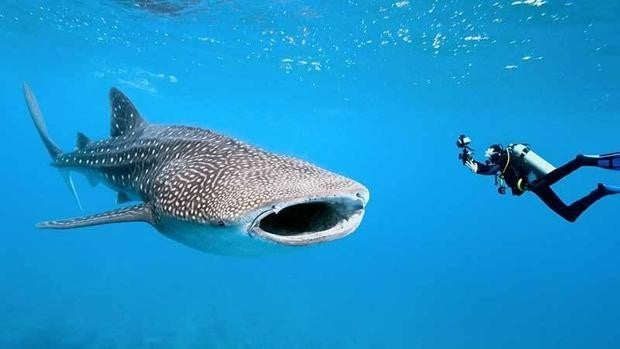 El comercio marítimo mundial agrava el peligro de extinción de los tiburones ballena