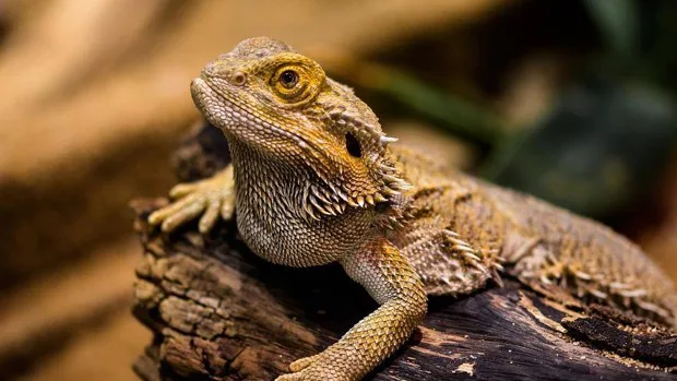 Un estudio revela que hay más reptiles en peligro de extinción de los que se conocen
