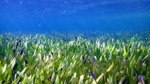 Científicos descubren la 'planta más grande de la Tierra' en la costa occidental de Australia