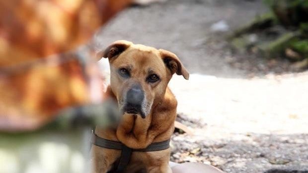 El perro de 3 años tenía colocadas 7 bridas en el cuello que le impedían comer y beber