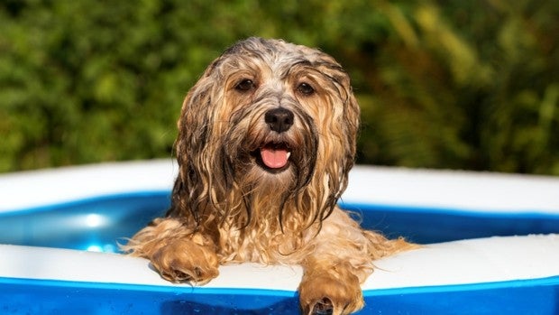 ¿Cómo evitar un golpe de calor en nuestras mascotas?