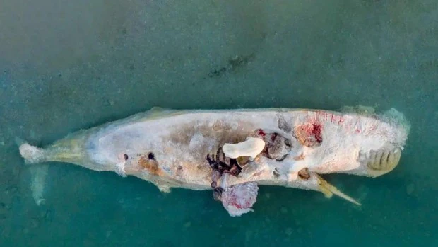 Fotografían a dos osos polares alimentándose con el cadáver de una ballena