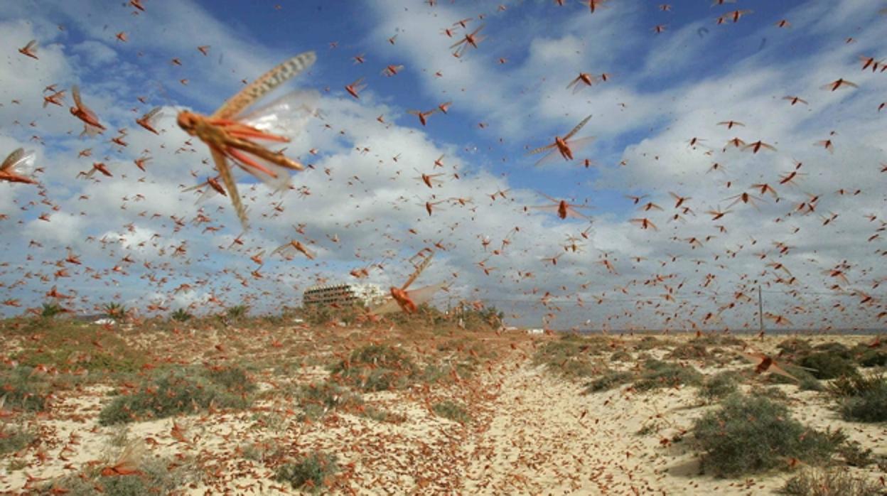 Imagen de archivo de una plaga de langostas en Canarias