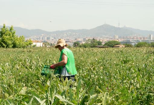 Una voluntaria recoge alcachofas que no se iban a vender