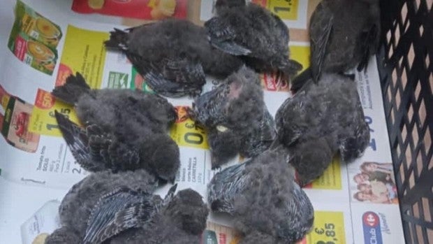 Miles de crías de vencejos caen de los nidos por el extremo calor en Andalucía