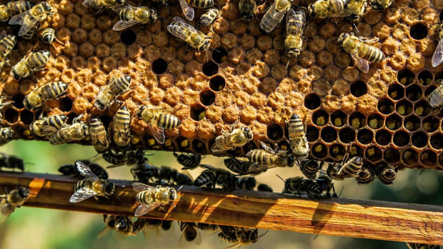 Las 400.000 abejas robadas en una finca escapan de sus captores y logran volver a casa