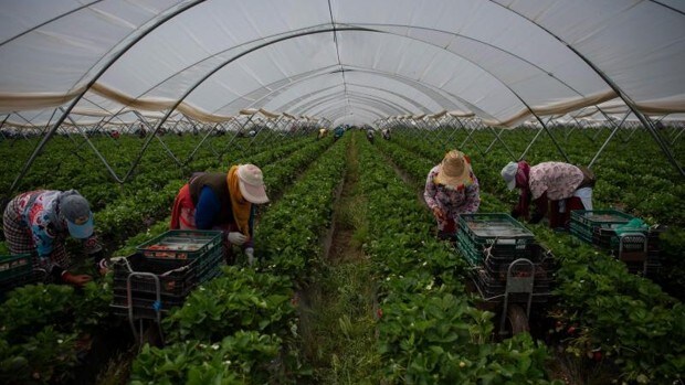 Bruselas propone reducir a la mitad el uso de pesticidas en la agricultura en 2030
