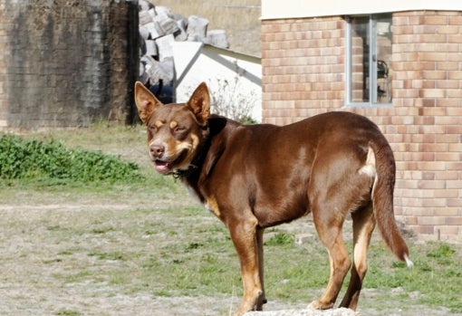 Ejemplar de Kelpie australiano