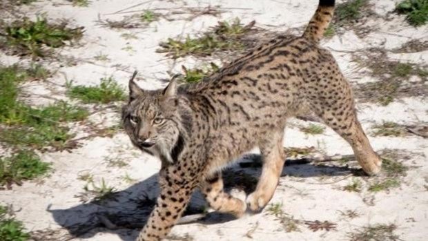 Muere en Doñana con 20 años Aura, el ejemplar de lince ibérico más longevo