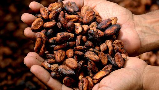 Cacao