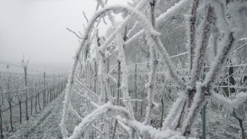 Vinos de hielo