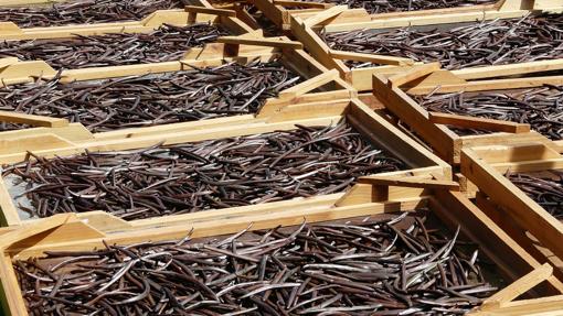 El arduo proceso de conseguir vainilla