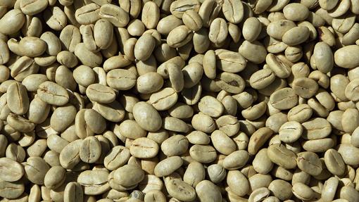 Granos de café verde