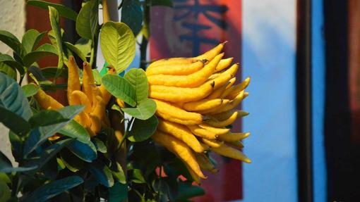 La mano de Buda, uno de los cítricos más exclusivos