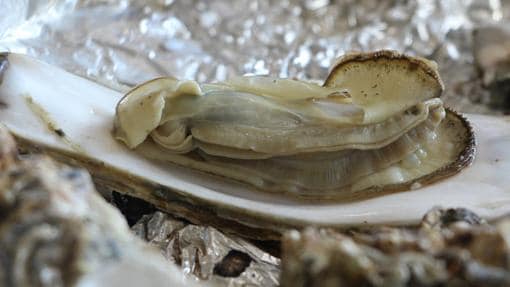 La europea y la asiática son dos de las variedades más comunes de ostra en este lado del mundo