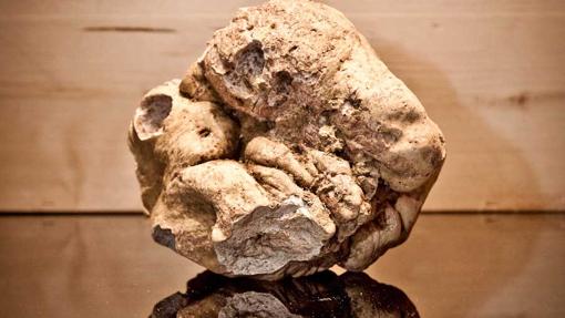 Trufa blanca de Alba, un auténtico lujo otoñal