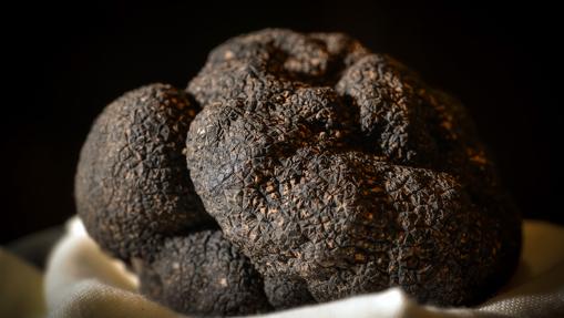 Trufa negra
