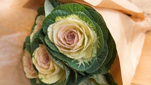 Se llama queen, parece una verdura pero es una flor