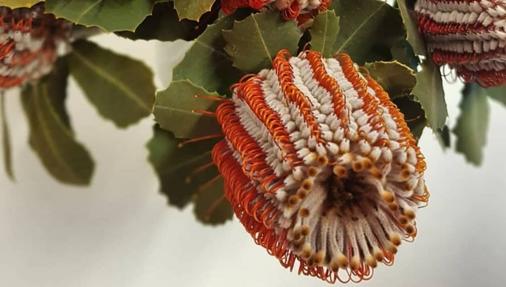 Banksia coccinea