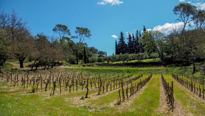 la propiedad está rodeada por cuatro hectáreas de viñedos