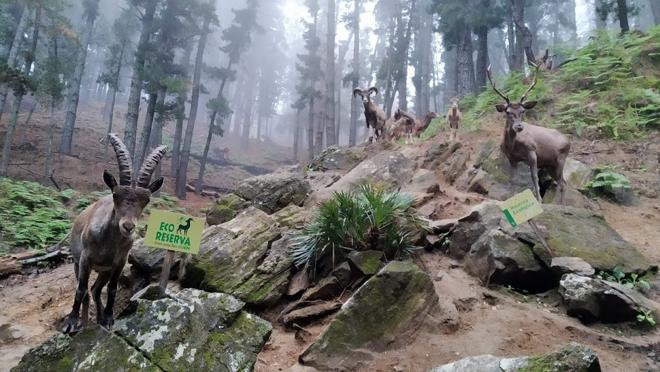 Fauna de la ecoreserva marbellí