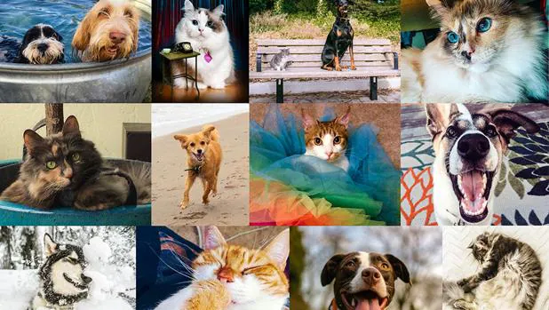 Los dueños de perros y gatos diferen a la hora de compartir publicaciones en Facebook