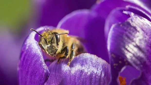 Una abeja recoge polen de una flor de azafrán en un jardín de Fráncfort (Alemania)