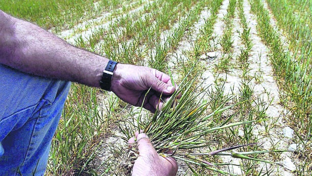 Un agricultor observa un matojo de cerales de un campo de cebada en la comarca del Urgell