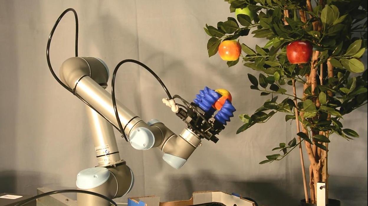 Llegan los robots agricultores: recogen la fruta directamente del árbol como un granjero humano