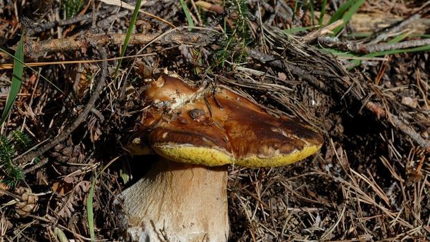 Boletus Edulis