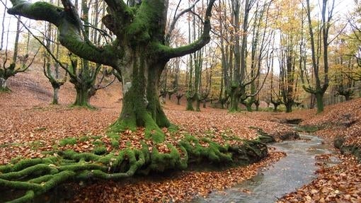 Vista del Hayedo de Otzarreta, Gorbea